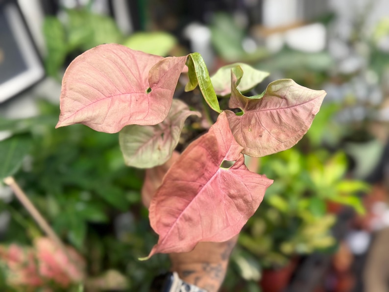 May include: A Syngonium podophyllum plant featuring multiple arrow-shaped leaves in shades of soft pastel pink and light green. The foliage displays a distinct veined texture with a smooth surface, showcasing a vibrant pink coloration across the leaves.