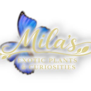 May include: Logo for "Mila's Exotic Plants & Curiosities" featuring a blue butterfly with gold accents. The text "Mila's" is in elegant gold script, with the business name below in a serif font.