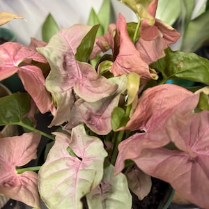 May include: A Syngonium podophyllum plant featuring arrow-shaped leaves with a variegated color palette of soft pastel pink and muted light green. The foliage is dense and clustered, growing from a dark green plastic nursery pot filled with soil.