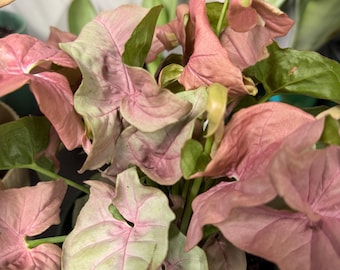 May include: A Syngonium podophyllum plant featuring arrow-shaped leaves with a variegated color palette of soft pastel pink and muted light green. The foliage is dense and clustered, growing from a dark green plastic nursery pot filled with soil.