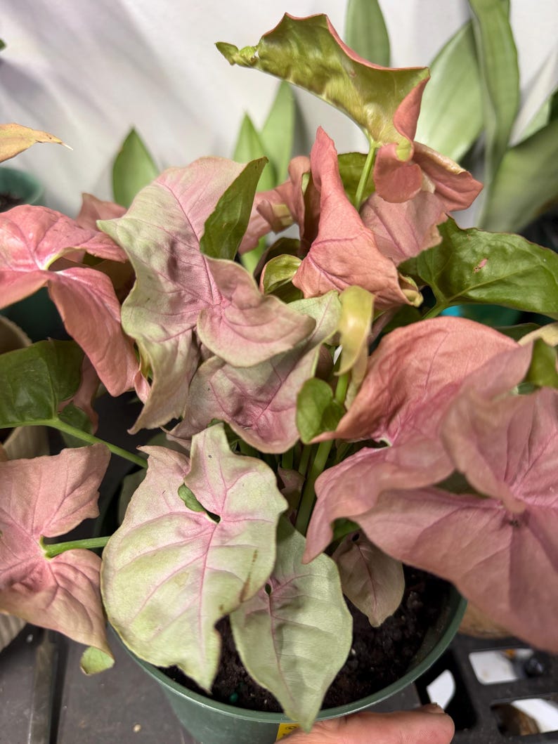 May include: A Syngonium podophyllum plant featuring arrow-shaped leaves with a variegated color palette of soft pastel pink and muted light green. The foliage is dense and clustered, growing from a dark green plastic nursery pot filled with soil.