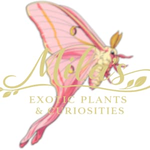 May include: A logo featuring a stylized pink and red moth with yellow accents. The text "Mila's" is in a cursive font, with "EXOTIC PLANTS & CURIOSITIES" below. The design includes a gold floral element.