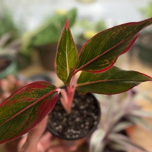 May include: A small Aglaonema plant in a dark plastic pot with pointed, lance-shaped leaves. The foliage features a deep green center with prominent red veins and vibrant red margins, supported by a bright pinkish-red stem extending from the soil.