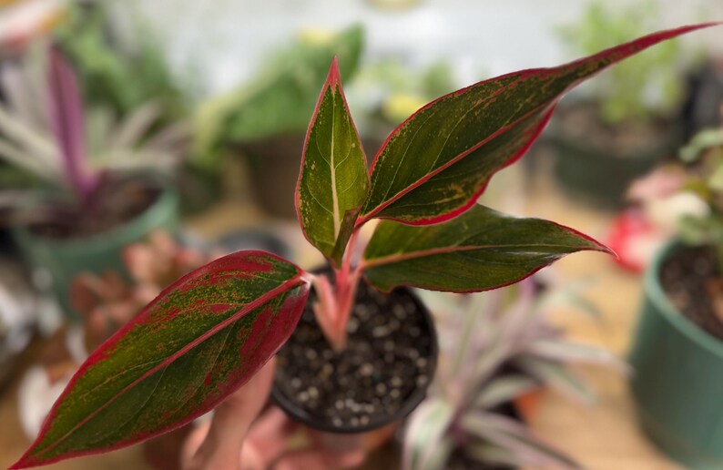 May include: A small Aglaonema plant in a dark plastic pot with pointed, lance-shaped leaves. The foliage features a deep green center with prominent red veins and vibrant red margins, supported by a bright pinkish-red stem extending from the soil.