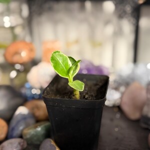 Pode incluir: Uma pequena planta verde com bordas brancas variegadas crescendo num vaso quadrado de pl&aacute;stico preto preenchido com terra escura. A planta tem duas folhas principais que se estendem para cima a partir de um caule central.