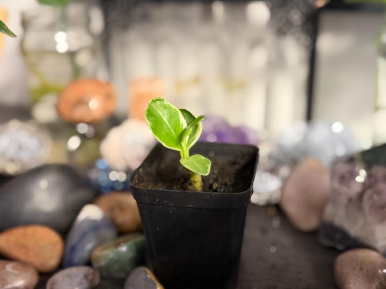 Pode incluir: Uma pequena planta verde com bordas brancas variegadas crescendo num vaso quadrado de pl&aacute;stico preto preenchido com terra escura. A planta tem duas folhas principais que se estendem para cima a partir de um caule central.