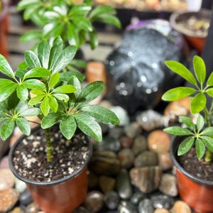 May include: Two Schefflera plants in brown plastic pots, each featuring glossy, palmately compound green leaves arranged in circular clusters on thin stems, with dark soil visible in the containers and smooth river stones surrounding them.