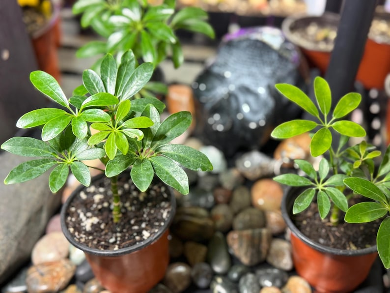 May include: Two Schefflera plants in brown plastic pots, each featuring glossy, palmately compound green leaves arranged in circular clusters on thin stems, with dark soil visible in the containers and smooth river stones surrounding them.