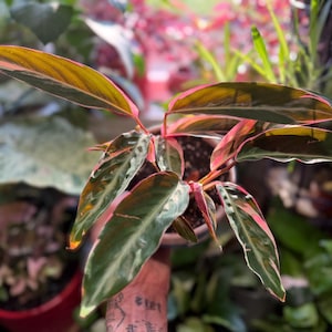 May include: A Stromanthe Triostar plant featuring elongated, lance-shaped leaves with a variegated pattern of dark green, cream, and vibrant pink undersides. The plant is potted in a dark container, displaying multiple stems with colorful foliage.