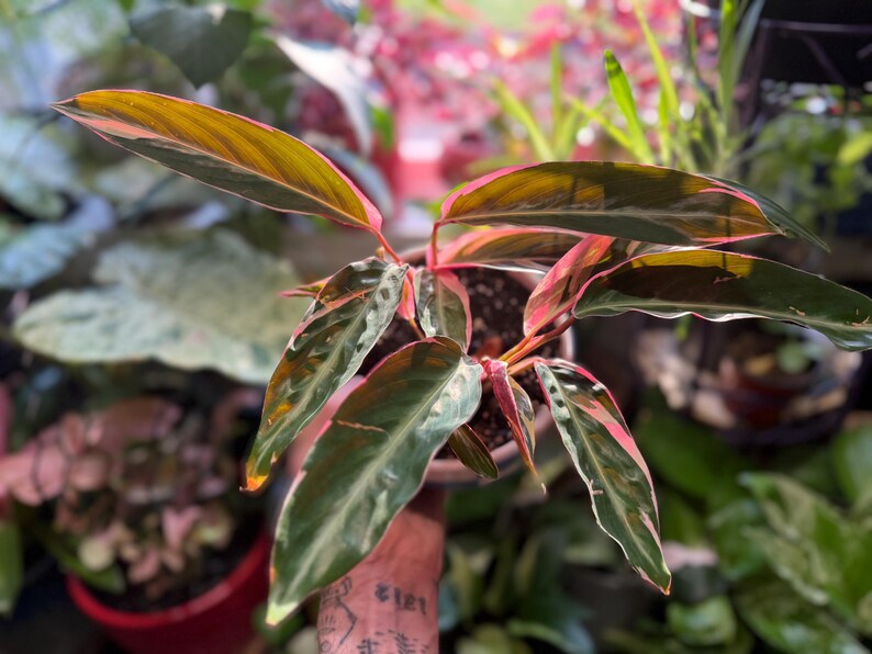 May include: A Stromanthe Triostar plant featuring elongated, lance-shaped leaves with a variegated pattern of dark green, cream, and vibrant pink undersides. The plant is potted in a dark container, displaying multiple stems with colorful foliage.