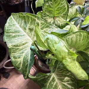 May include: A Syngonium podophyllum houseplant featuring arrow-shaped leaves with variegated patterns of light green, cream, and dark green. The plant is supported by a thin green plastic stake and a circular ring structure within the pot.