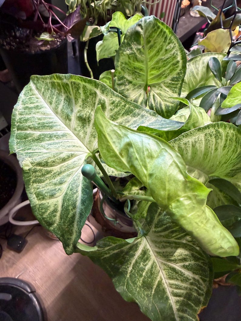 May include: A Syngonium podophyllum houseplant featuring arrow-shaped leaves with variegated patterns of light green, cream, and dark green. The plant is supported by a thin green plastic stake and a circular ring structure within the pot.