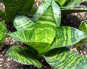 Bird’s Nest Snake Plant, Dwarf Hahnii Sansevieria Live Houseplant