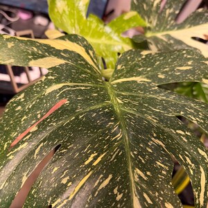 May include: A Monstera Thai Constellation plant featuring large, heart-shaped leaves with deep green coloration and creamy yellow speckled variegation. The foliage displays characteristic natural fenestrations and a distinct, mottled pattern across the surface.
