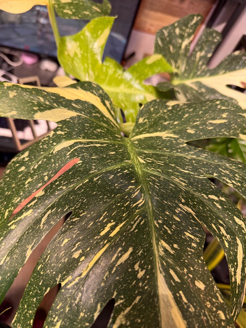 May include: A Monstera Thai Constellation plant featuring large, heart-shaped leaves with deep green coloration and creamy yellow speckled variegation. The foliage displays characteristic natural fenestrations and a distinct, mottled pattern across the surface.