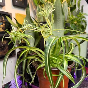 Curly Spider Plant Bonnie, Variegated Chlorophytum comosum Live Houseplant Large(w/babies) 6in
