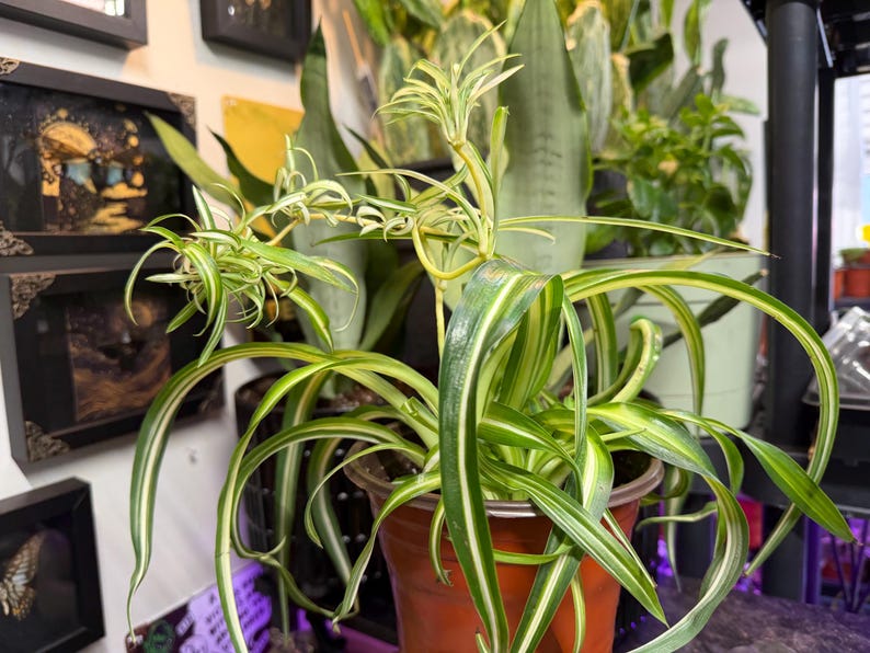 Curly Spider Plant Bonnie, Variegated Chlorophytum comosum Live Houseplant Large(w/babies) 6in