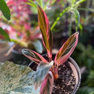 May include: A Stromanthe Triostar plant in a dark plastic pot, featuring elongated, lance-shaped leaves with a variegated pattern of deep green, cream, and vibrant pink hues, with the undersides of the leaves showing a solid deep magenta color.
