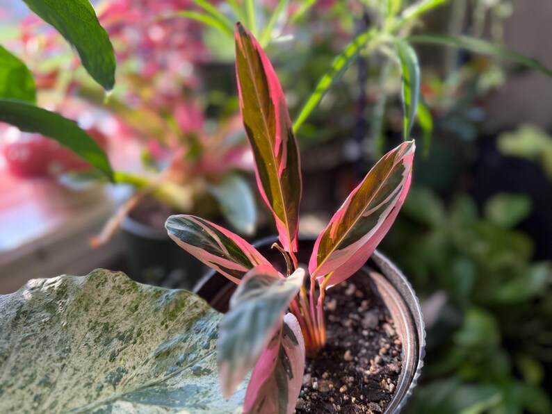 May include: A Stromanthe Triostar plant in a dark plastic pot, featuring elongated, lance-shaped leaves with a variegated pattern of deep green, cream, and vibrant pink hues, with the undersides of the leaves showing a solid deep magenta color.