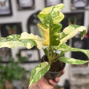 K&ouml;nnte beinhalten: Eine Philodendron Ring of Fire Pflanze mit l&auml;nglichen, gezackten Bl&auml;ttern, die panaschierte Muster in Creme, Gelb und verschiedenen Gr&uuml;nt&ouml;nen aufweisen. Die Pflanze befindet sich in einem kleinen, dunklen Kunststofftopf mit dunkler Blumenerde.