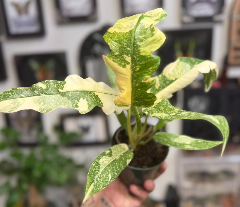 K&ouml;nnte beinhalten: Eine Philodendron Ring of Fire Pflanze mit l&auml;nglichen, gezackten Bl&auml;ttern, die panaschierte Muster in Creme, Gelb und verschiedenen Gr&uuml;nt&ouml;nen aufweisen. Die Pflanze befindet sich in einem kleinen, dunklen Kunststofftopf mit dunkler Blumenerde.