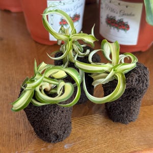 May include: Close-up of three small potted spider plants with green and white striped leaves. The plants are in small, dark brown pots, sitting on a wooden surface. In the background, there are more plants in red pots with labels.
