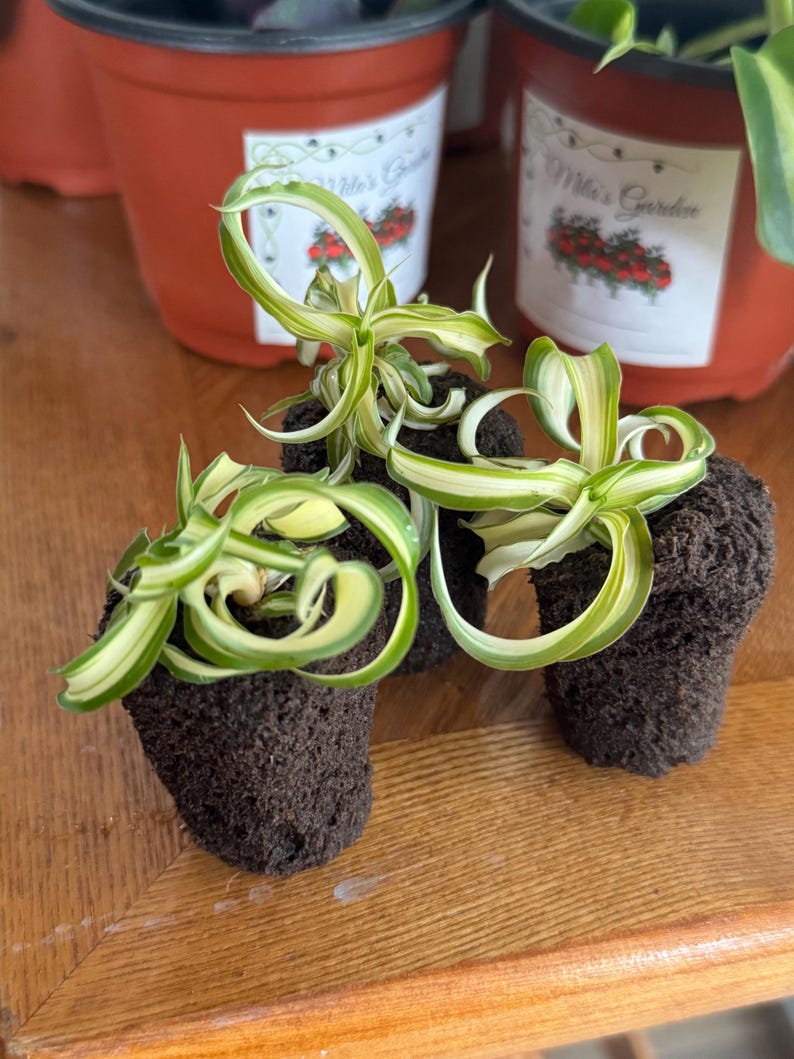 May include: Close-up of three small potted spider plants with green and white striped leaves. The plants are in small, dark brown pots, sitting on a wooden surface. In the background, there are more plants in red pots with labels.