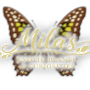 May include: A butterfly with brown and yellow patterned wings forms the background for the text "Mila's". Beneath the name are the words "Exotic Plants & Curiosities" in a light gold colour.