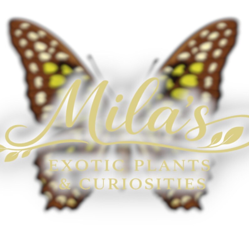 May include: A butterfly with brown and yellow patterned wings forms the background for the text "Mila's". Beneath the name are the words "Exotic Plants & Curiosities" in a light gold colour.