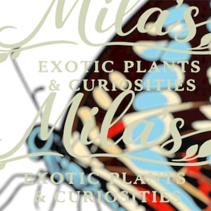 May include: Image features the text "Mila's Exotic Plants & Curiosities" in a stylized script. The background shows a butterfly wing with a pattern of red, blue, and cream colors.