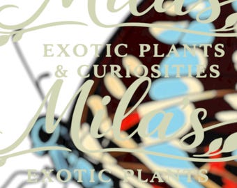 May include: Image features the text "Mila's Exotic Plants & Curiosities" in a stylized script. The background shows a butterfly wing with a pattern of red, blue, and cream colors.