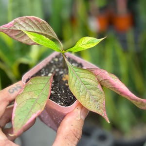 May include: A small plant with variegated leaves in shades of pink, green, and yellow, potted in a square light pink plastic container filled with dark potting soil. The plant features pointed, textured foliage with visible veins.