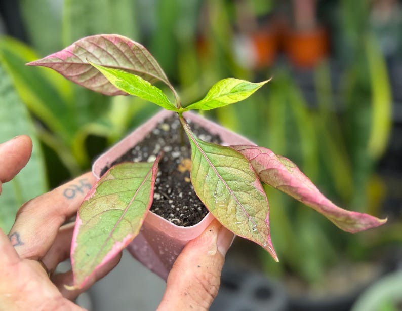 May include: A small plant with variegated leaves in shades of pink, green, and yellow, potted in a square light pink plastic container filled with dark potting soil. The plant features pointed, textured foliage with visible veins.