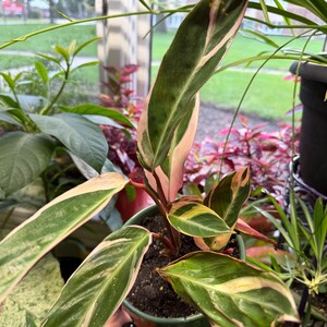 May include: A Stromanthe Triostar plant in a small pot, featuring elongated, lance-shaped leaves with a variegated pattern of dark green, cream, and vibrant pink. The undersides of the leaves display a deep reddish-pink hue on thin stems.