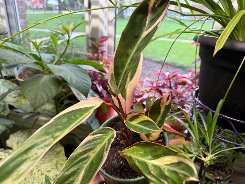 May include: A Stromanthe Triostar plant in a small pot, featuring elongated, lance-shaped leaves with a variegated pattern of dark green, cream, and vibrant pink. The undersides of the leaves display a deep reddish-pink hue on thin stems.