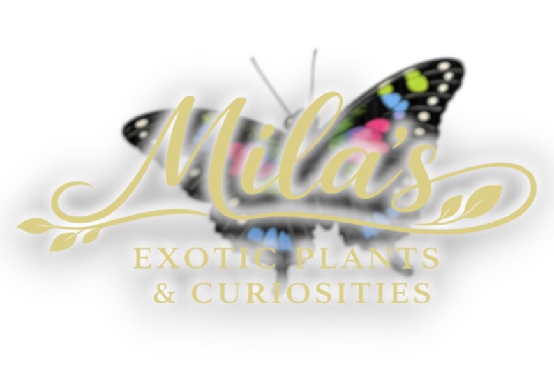 Puede incluir: Logotipo de "Mila's Exotic Plants & Curiosities" con una mariposa con patrones de alas coloridas. El nombre de la empresa est&aacute; en una fuente cursiva estilizada, con el lema debajo.