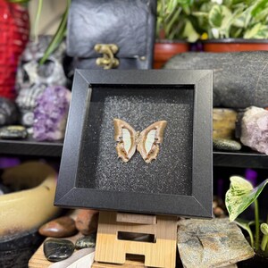 K&ouml;nnte beinhalten: Ein gerahmtes Schmetterlingspr&auml;parat mit einem schwarzen Rahmen. Der Schmetterling hat beige und wei&szlig;e Fl&uuml;gel, die vor einem glitzernden schwarzen Hintergrund pr&auml;sentiert werden. Der Rahmen wird von einer kleinen Holzstaffelei getragen, mit verschiedenen dekorativen Gegenst&auml;nden im Hintergrund.