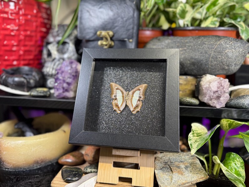 K&ouml;nnte beinhalten: Ein gerahmtes Schmetterlingspr&auml;parat mit einem schwarzen Rahmen. Der Schmetterling hat beige und wei&szlig;e Fl&uuml;gel, die vor einem glitzernden schwarzen Hintergrund pr&auml;sentiert werden. Der Rahmen wird von einer kleinen Holzstaffelei getragen, mit verschiedenen dekorativen Gegenst&auml;nden im Hintergrund.
