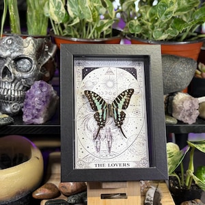 Puede incluir: Una impresi&oacute;n enmarcada en negro que presenta una mariposa con marcas negras y turquesas, sobre un dise&ntilde;o celestial. La impresi&oacute;n est&aacute; etiquetada como "THE LOVERS" y se muestra en un soporte de madera.