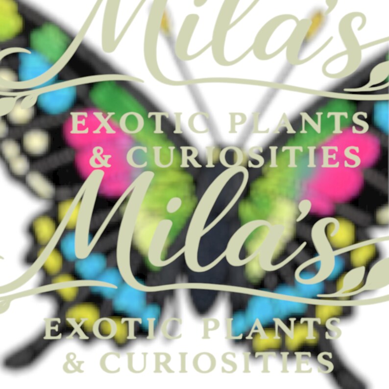Puede incluir: Un logotipo con una mariposa con alas coloridas y el texto "Mila's Exotic Plants & Curiosities". Las alas de la mariposa tienen acentos rosas, verdes, azules y amarillos sobre un fondo negro.
