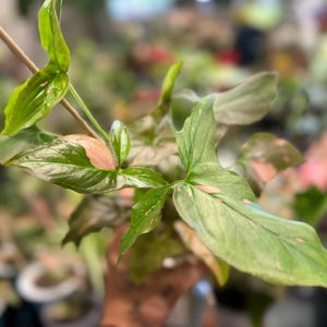 May include: A Syngonium plant with variegated arrow-shaped leaves featuring shades of green and soft pink. The plant has multiple stems, some supported by a thin wooden stake, and displays a mix of solid green foliage and leaves with pink splashes.