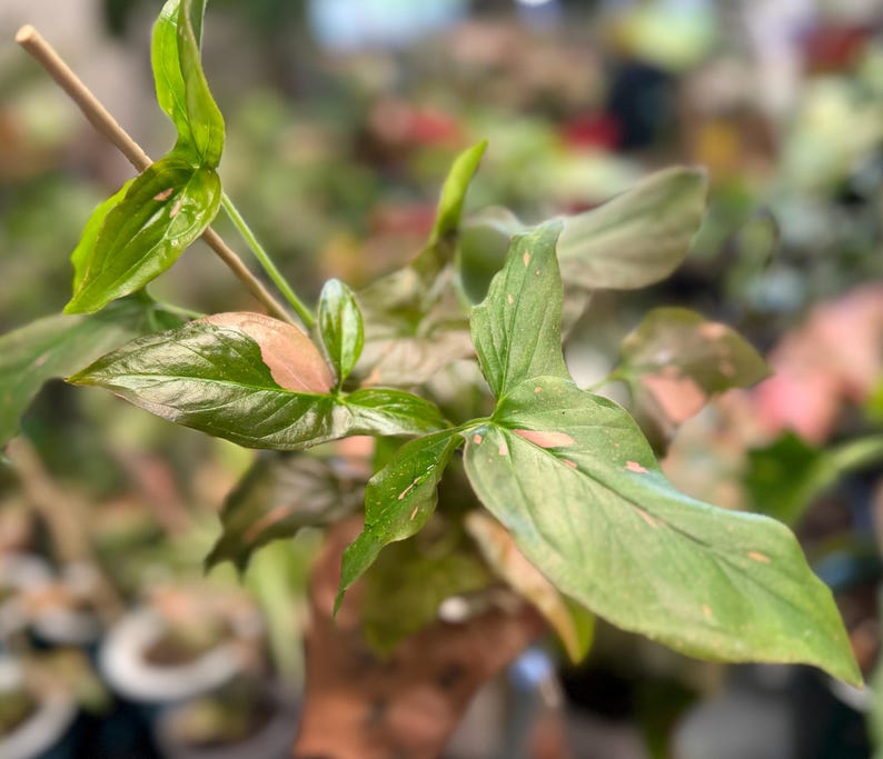 May include: A Syngonium plant with variegated arrow-shaped leaves featuring shades of green and soft pink. The plant has multiple stems, some supported by a thin wooden stake, and displays a mix of solid green foliage and leaves with pink splashes.