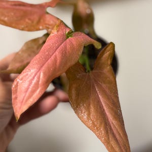 May include: A Syngonium plant featuring arrow-shaped leaves with a distinct pink and bronze coloration. The foliage has a smooth, slightly glossy texture with visible veins running through the center of each leaf, extending from a central stem.