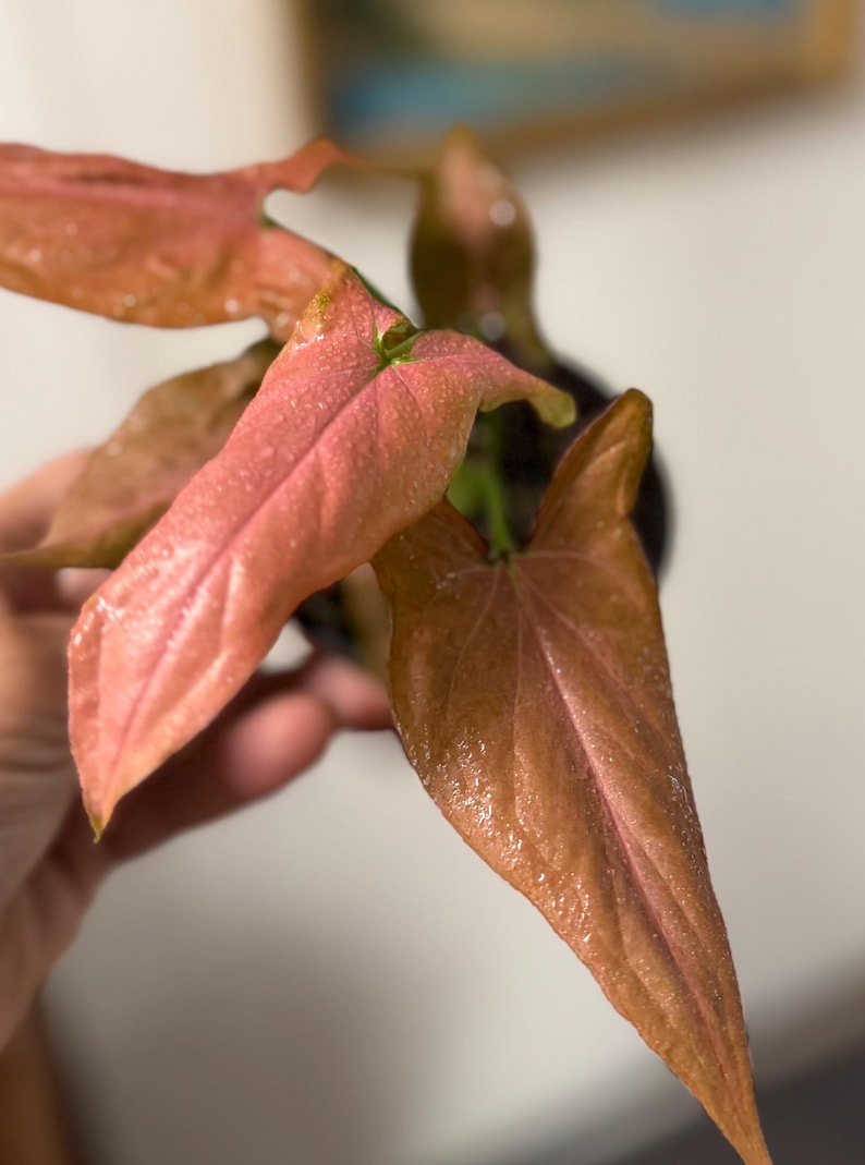 May include: A Syngonium plant featuring arrow-shaped leaves with a distinct pink and bronze coloration. The foliage has a smooth, slightly glossy texture with visible veins running through the center of each leaf, extending from a central stem.