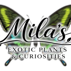以下が含まれることがあります： Mila's Exotic Plants & Curiositiesのロゴ。緑と黄色の羽を持つ蝶が特徴です。「Mila's」の文字は筆記体で、その下に「EXOTIC PLANTS & CURIOSITIES」がセリフ体で書かれています。