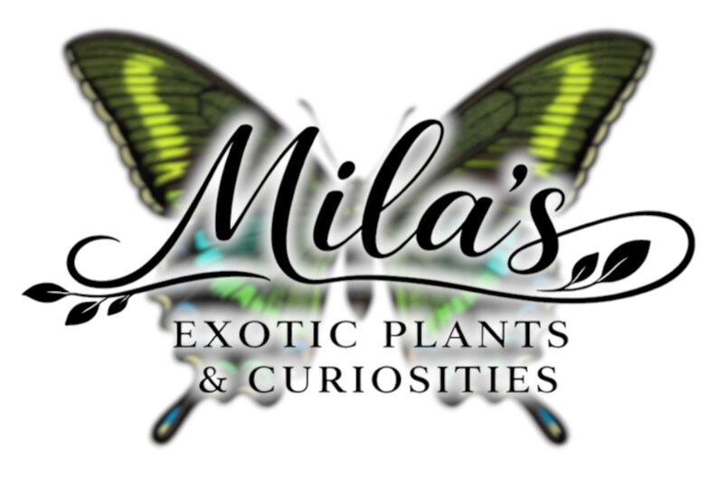 以下が含まれることがあります： Mila's Exotic Plants & Curiositiesのロゴ。緑と黄色の羽を持つ蝶が特徴です。「Mila's」の文字は筆記体で、その下に「EXOTIC PLANTS & CURIOSITIES」がセリフ体で書かれています。