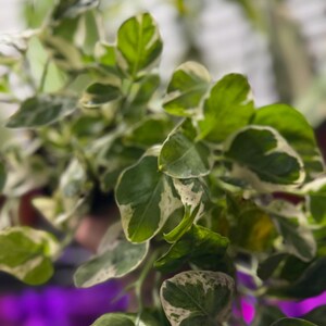 May include: A variegated houseplant featuring numerous small, pointed leaves with a distinct pattern of deep green centers and creamy white margins. The foliage grows on slender, branching stems, creating a dense and lush cluster of greenery.