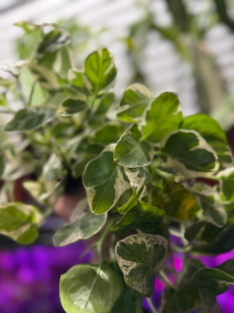 May include: A variegated houseplant featuring numerous small, pointed leaves with a distinct pattern of deep green centers and creamy white margins. The foliage grows on slender, branching stems, creating a dense and lush cluster of greenery.