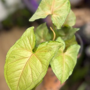 May include: A Syngonium plant featuring arrow-shaped leaves with a light green color, prominent darker green veins, and subtle pinkish hues radiating from the center of each leaf. The foliage displays a delicate texture and pointed tips.