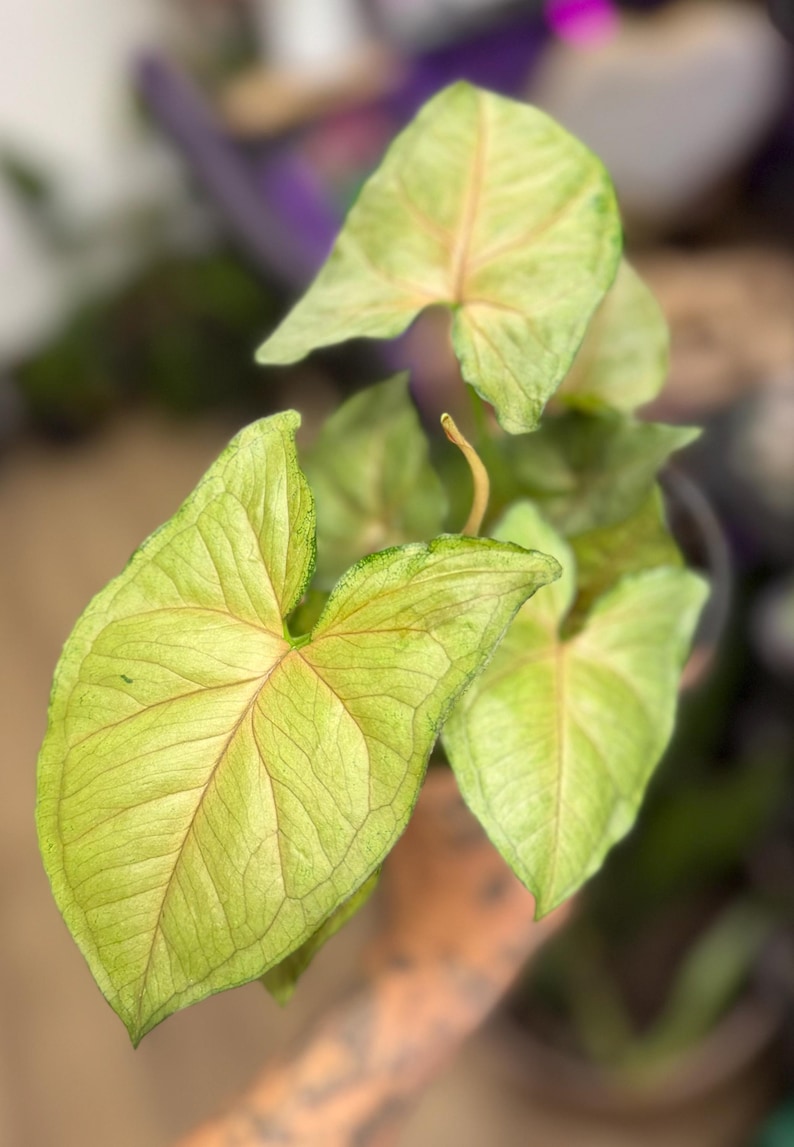 May include: A Syngonium plant featuring arrow-shaped leaves with a light green color, prominent darker green veins, and subtle pinkish hues radiating from the center of each leaf. The foliage displays a delicate texture and pointed tips.